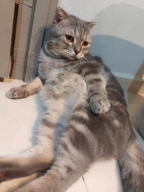 Moro - British Shorthair + Scottish Fold Cat