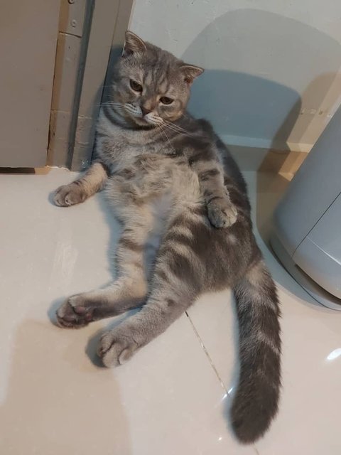 Moro - British Shorthair + Scottish Fold Cat