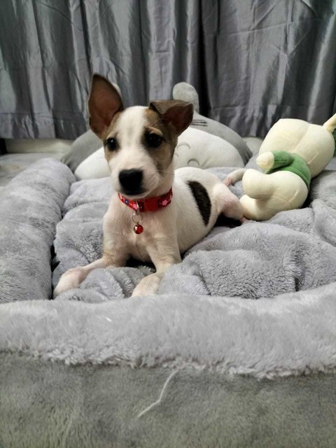 Joy 乐乐 - Jack Russell Terrier Mix Dog