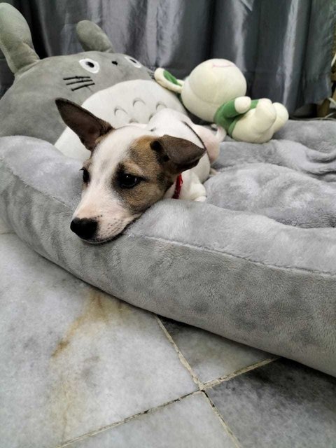 Joy 乐乐 - Jack Russell Terrier Mix Dog