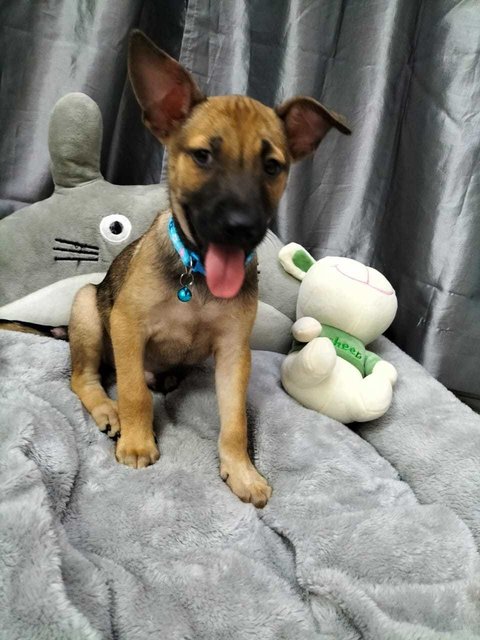 Boy Boy And Girl Girl - German Shepherd Dog + Belgian Shepherd Malinois Dog