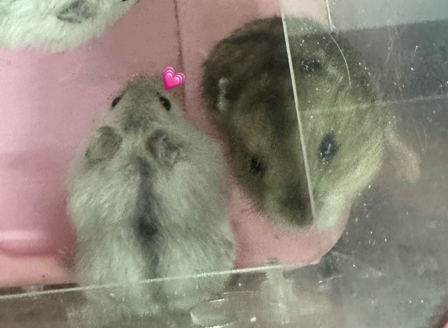 .. - Common Hamster + Rat Hamster Hamster