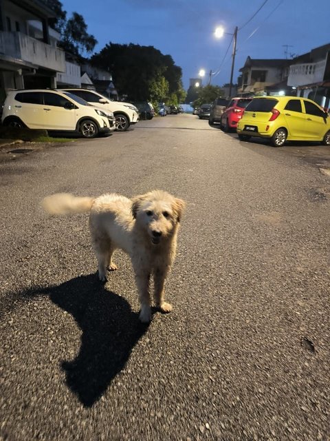 Stray Dog - Mixed Breed Dog