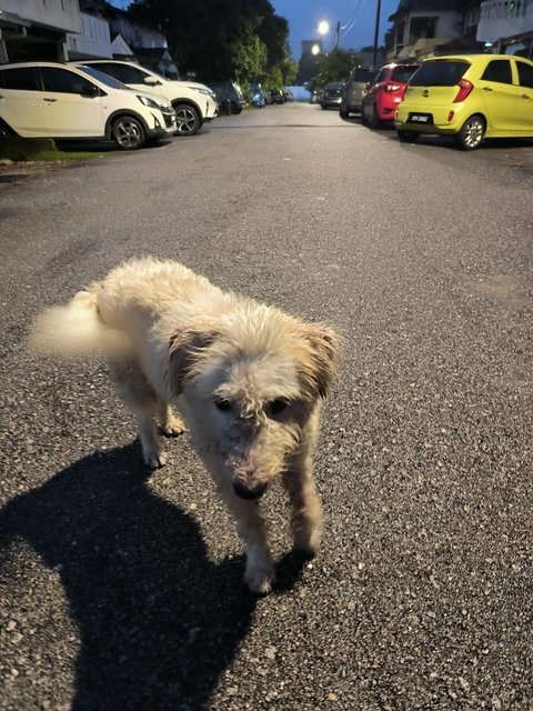 Stray Dog - Mixed Breed Dog