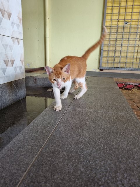 Matthew  - Domestic Short Hair Cat