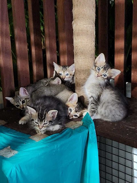 Kittens (No Names Yet) - Domestic Short Hair Cat