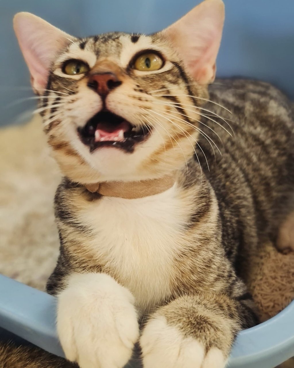Kittens (No Names Yet) - Domestic Short Hair Cat
