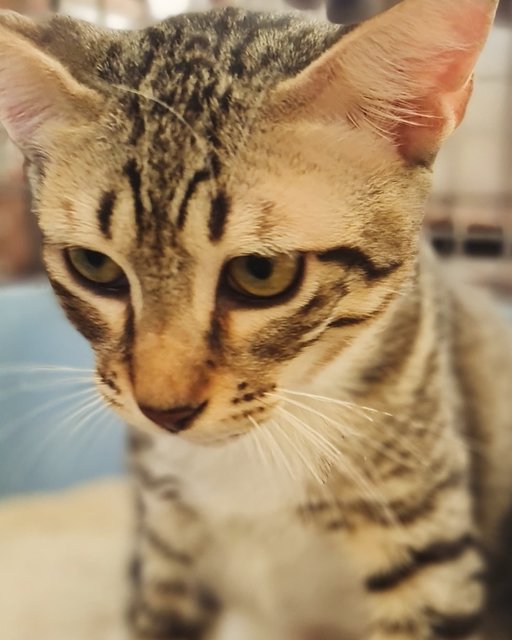 Kittens (No Names Yet) - Domestic Short Hair Cat