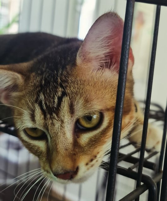 Kittens (No Names Yet) - Domestic Short Hair Cat