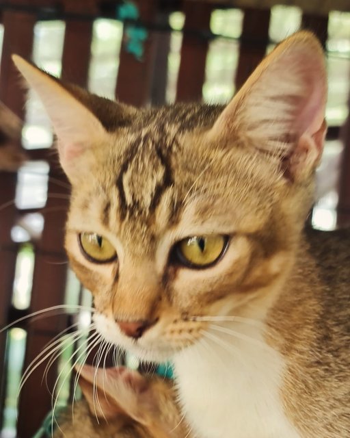 Kittens (No Names Yet) - Domestic Short Hair Cat