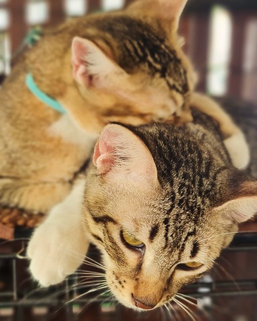 Kittens (No Names Yet) - Domestic Short Hair Cat