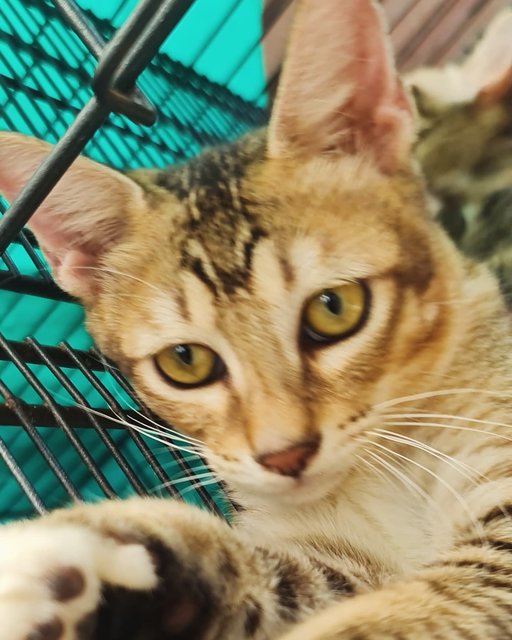 Kittens (No Names Yet) - Domestic Short Hair Cat