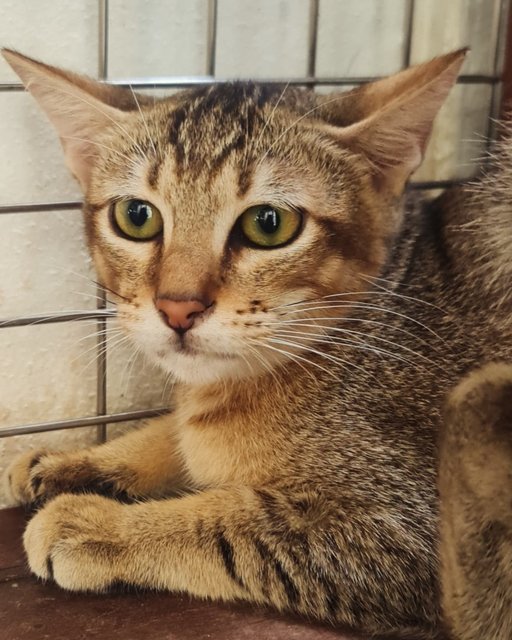 Kittens (No Names Yet) - Domestic Short Hair Cat