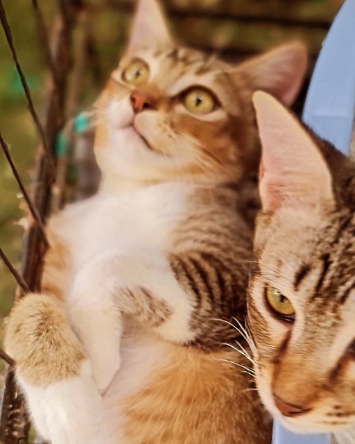 Kittens (No Names Yet) - Domestic Short Hair Cat