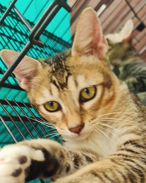Kittens (No Names Yet) - Domestic Short Hair Cat