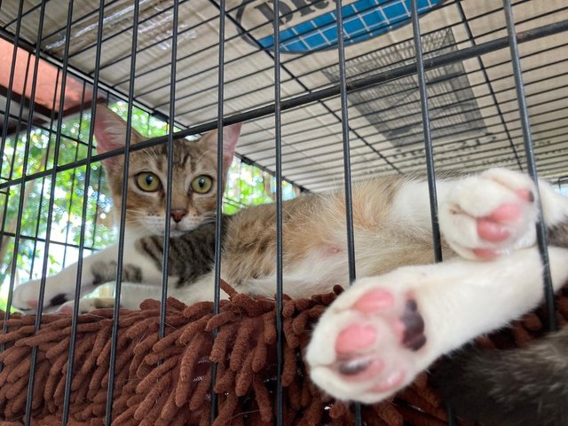 Kittens (No Names Yet) - Domestic Short Hair Cat