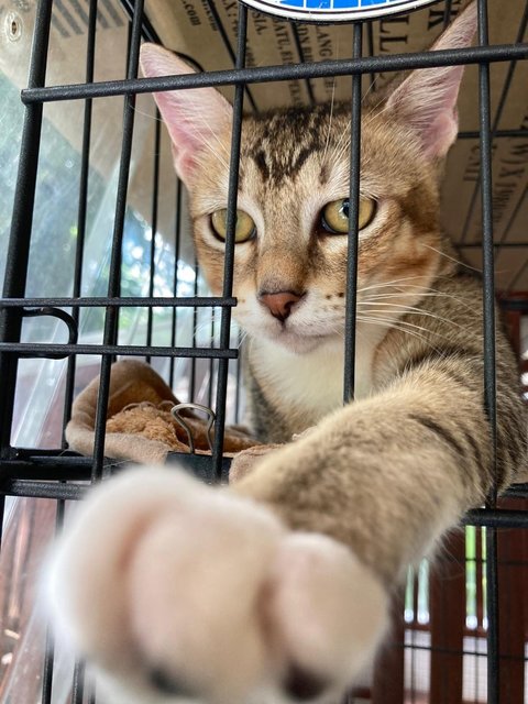 Kittens (No Names Yet) - Domestic Short Hair Cat