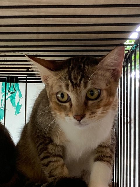 Kittens (No Names Yet) - Domestic Short Hair Cat