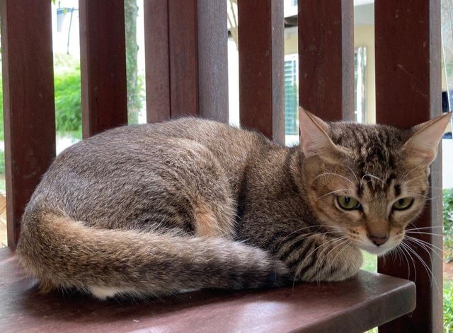 Kittens (No Names Yet) - Domestic Short Hair Cat