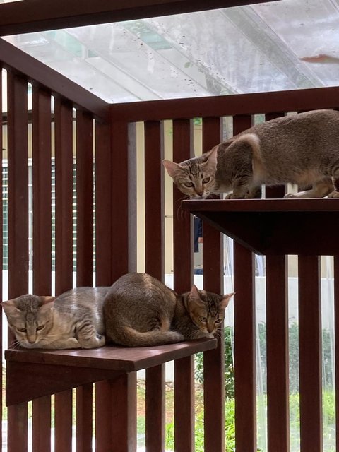 Kittens (No Names Yet) - Domestic Short Hair Cat