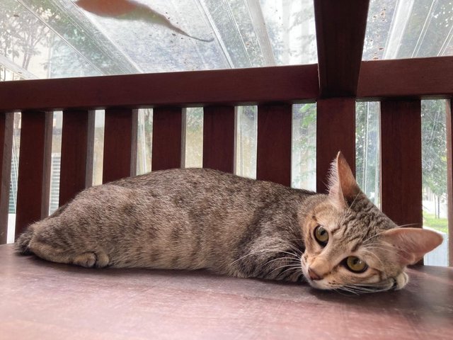 Kittens (No Names Yet) - Domestic Short Hair Cat