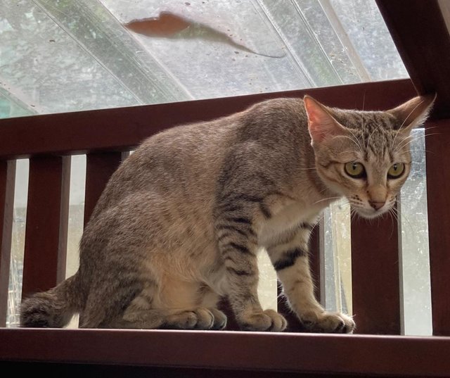 Kittens (No Names Yet) - Domestic Short Hair Cat