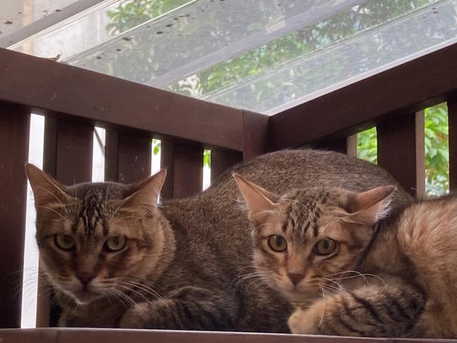 Kittens (No Names Yet) - Domestic Short Hair Cat