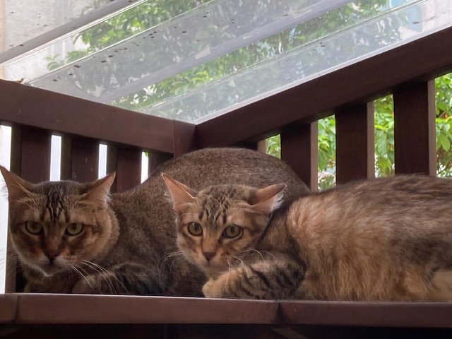 Kittens (No Names Yet) - Domestic Short Hair Cat