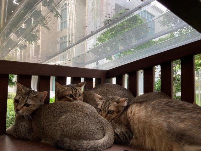 Kittens (No Names Yet) - Domestic Short Hair Cat