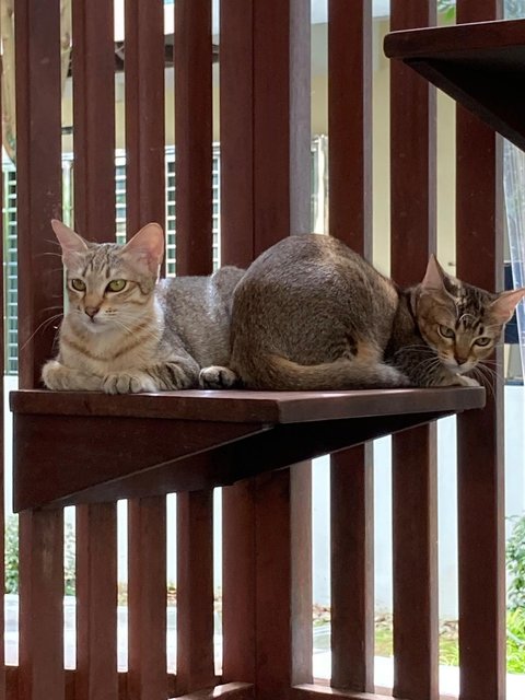 Kittens (No Names Yet) - Domestic Short Hair Cat