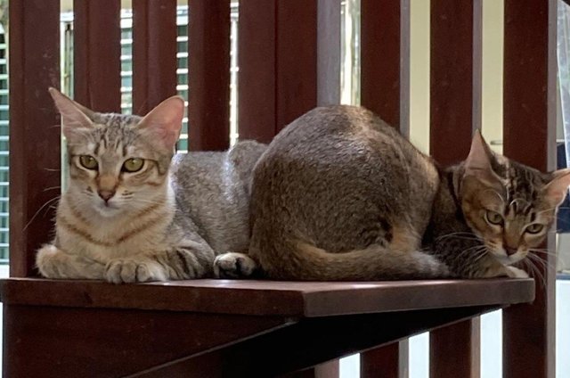 Kittens (No Names Yet) - Domestic Short Hair Cat