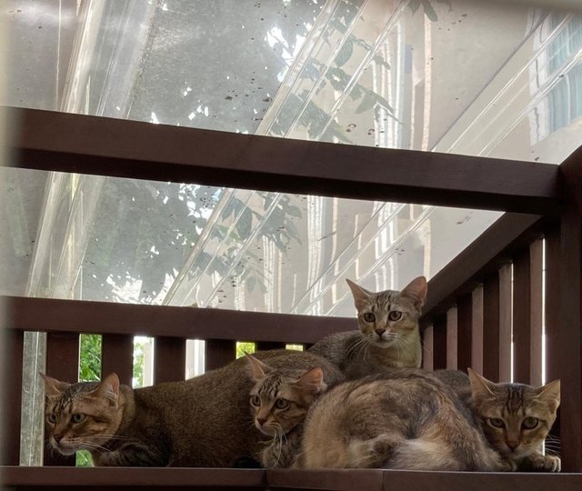 Kittens (No Names Yet) - Domestic Short Hair Cat
