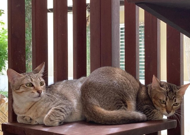 Kittens (No Names Yet) - Domestic Short Hair Cat