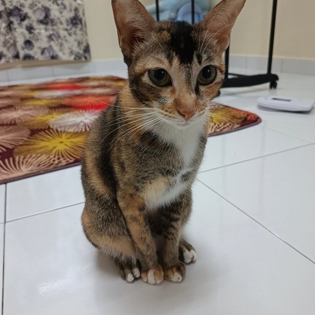 Mizu - Domestic Short Hair Cat