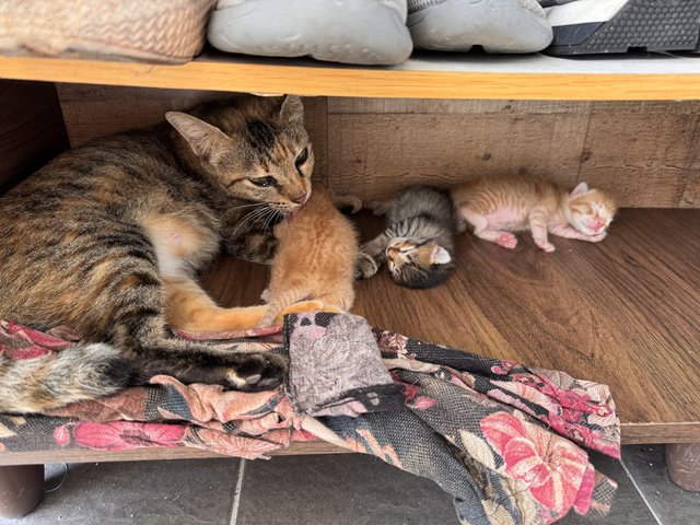 Unnamed - Domestic Short Hair Cat