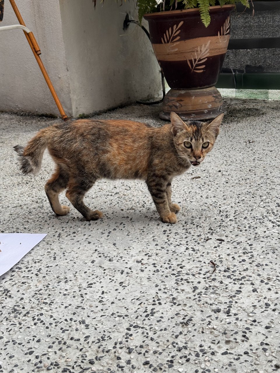 Oyen And Kontot - Domestic Short Hair Cat