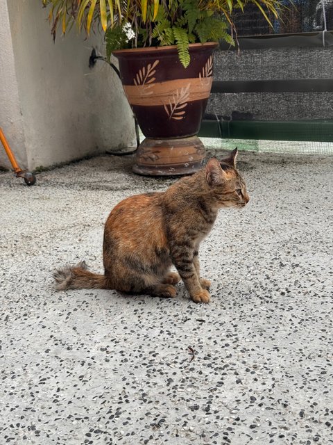 Oyen And Kontot - Domestic Short Hair Cat