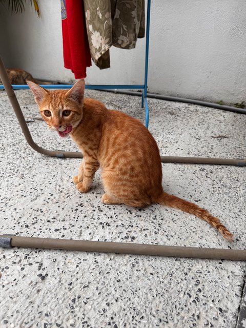 Oyen And Kontot - Domestic Short Hair Cat