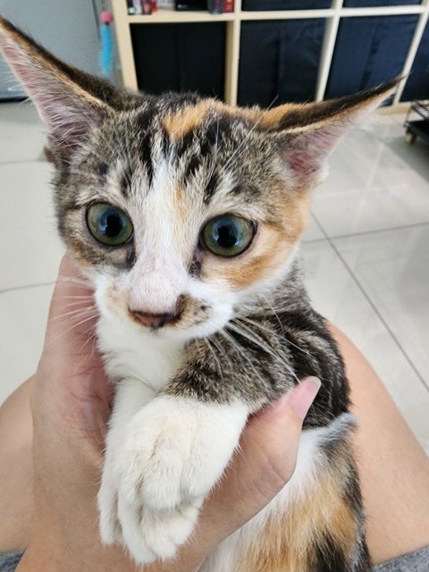 Roly (Calico Cat) - Domestic Short Hair Cat