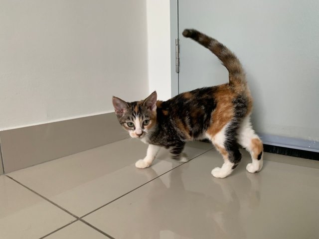 Roly (Calico Cat) - Domestic Short Hair Cat