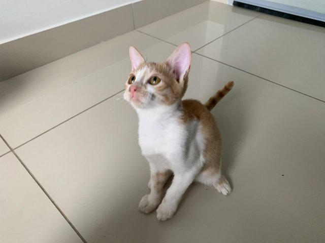 Poly (Ginger Cat) - Domestic Short Hair Cat