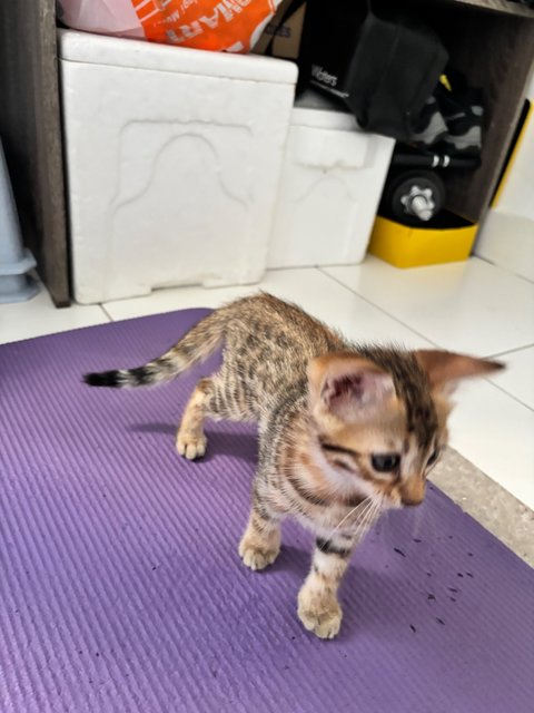 Juny - Bengal Cat