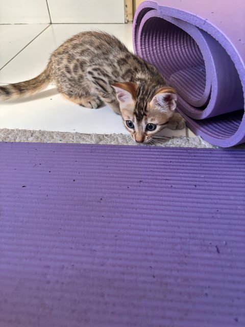 Juny - Bengal Cat