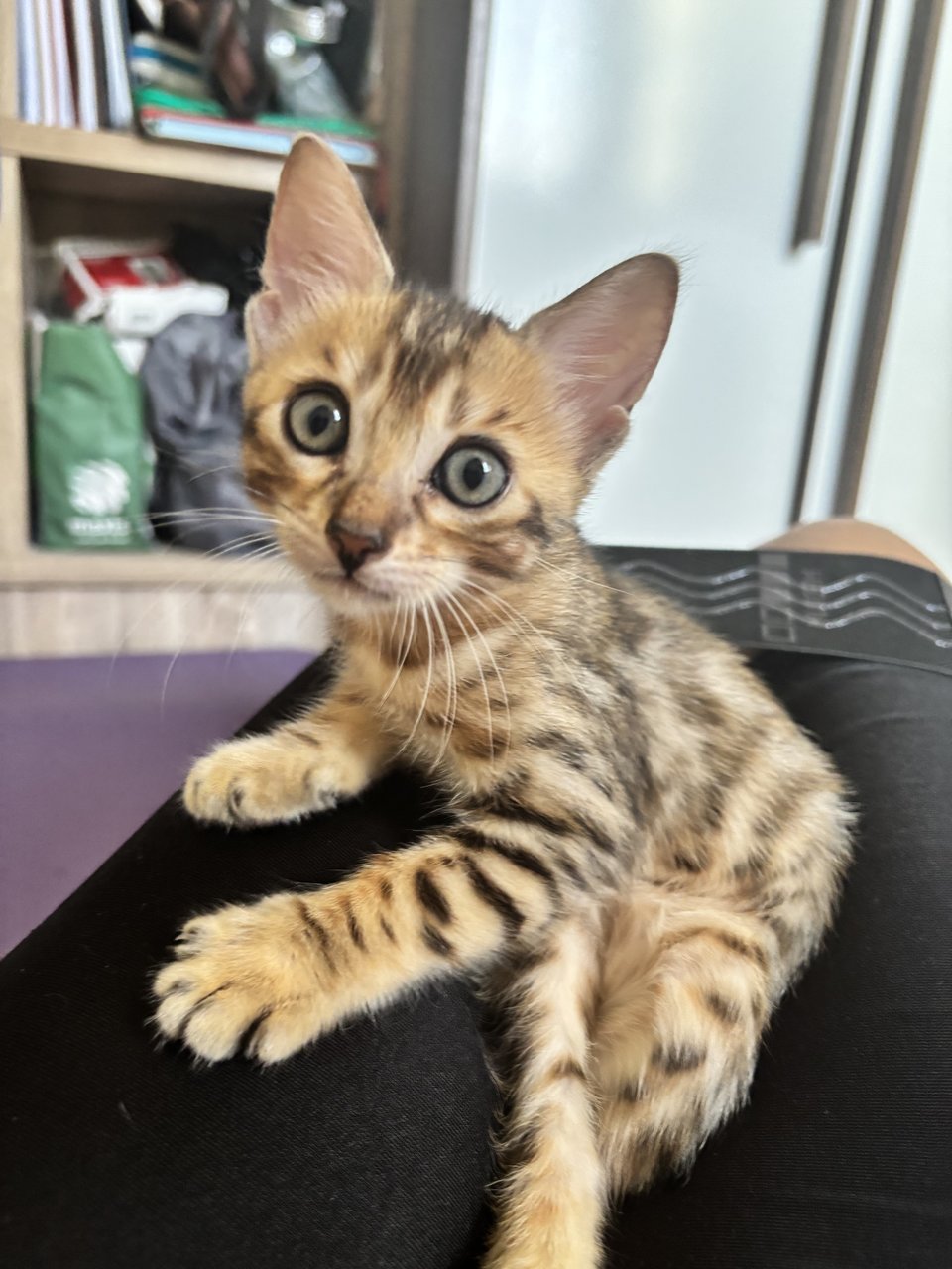 Danya - Bengal Cat