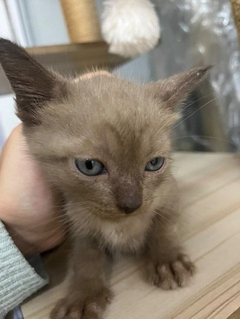 Caramel - Domestic Short Hair Cat