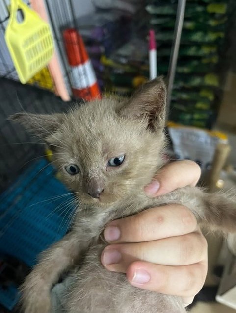 Caramel - Domestic Short Hair Cat