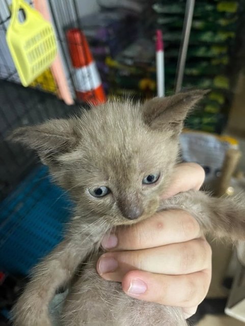 Caramel - Domestic Short Hair Cat