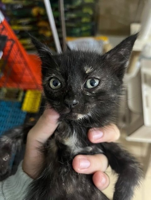 Caramel - Domestic Short Hair Cat