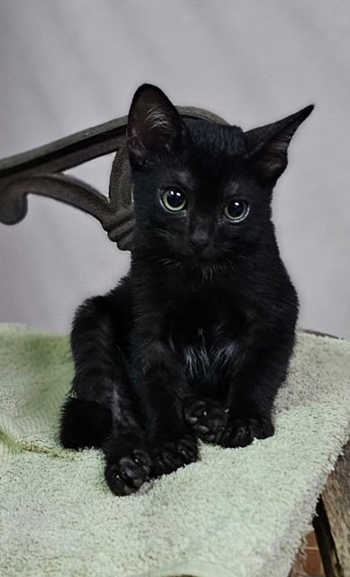 Si Hitam - Domestic Short Hair Cat