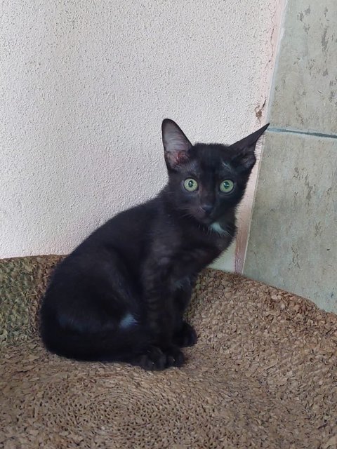 Si Hitam - Domestic Short Hair Cat